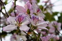 La couleur violette de la fleur de ban au milieu de la capitale